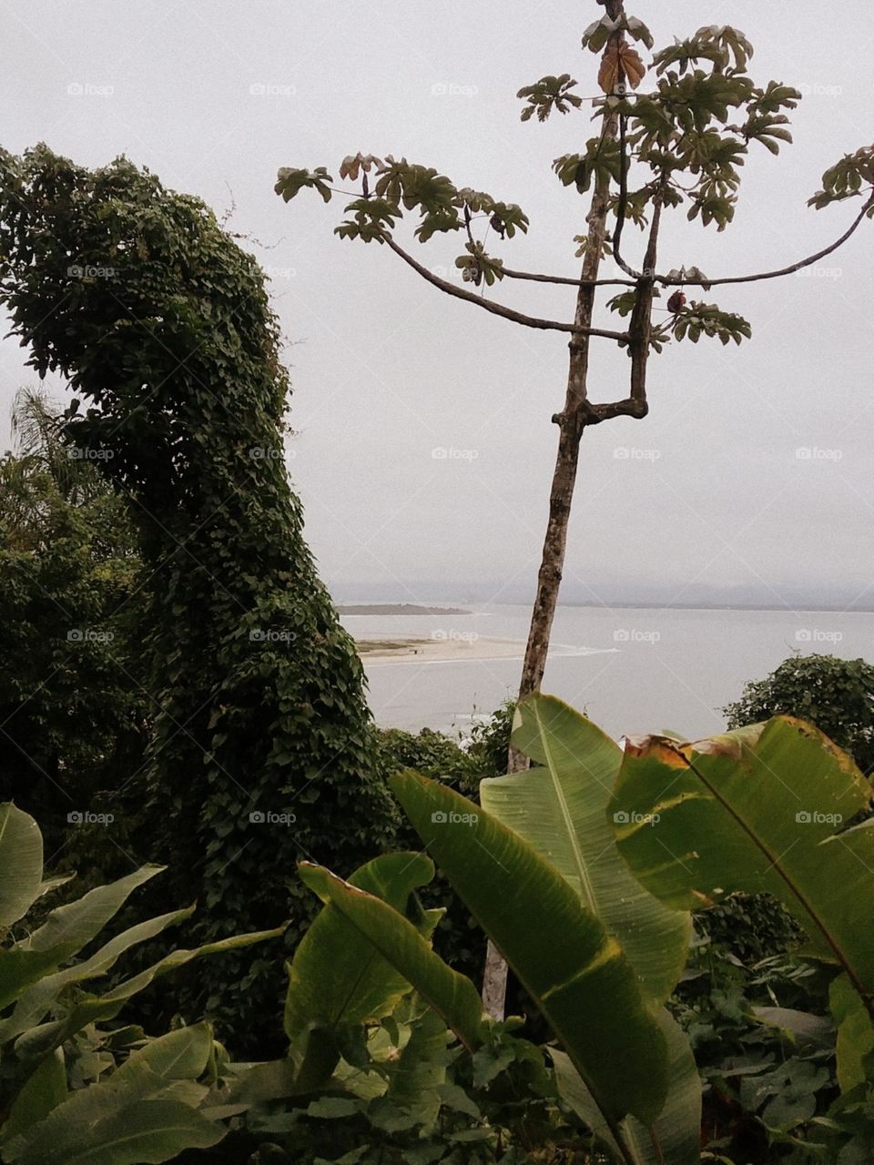 Formosa embauba a beira do mar.