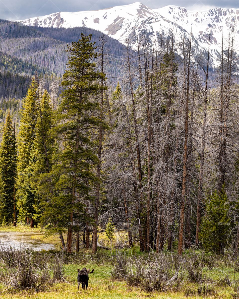 Moose out for a stroll