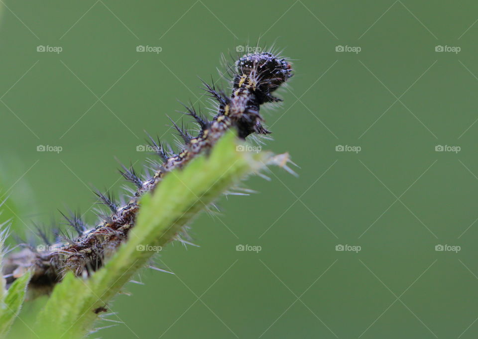 Caterpillar