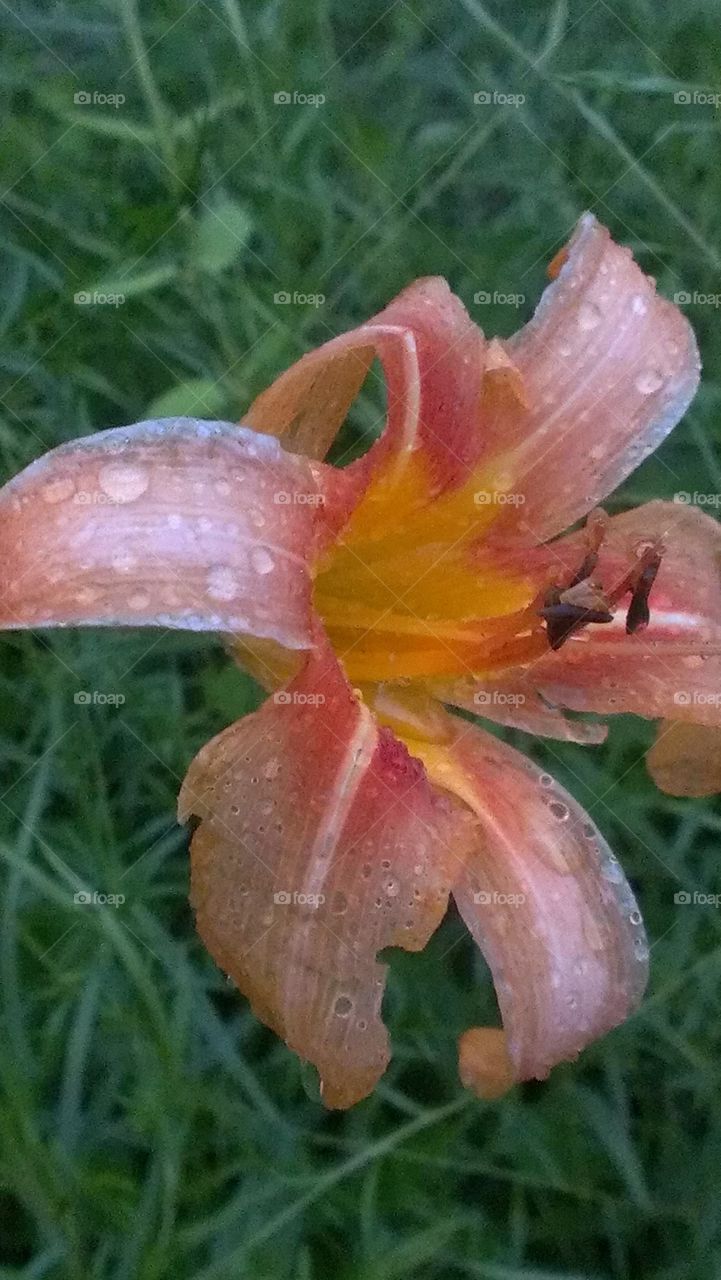 A drinking flower. rain flower