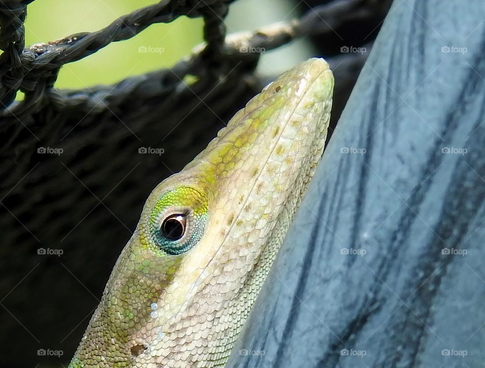 Net on a trampoline closeup with a green anole laying on a black rod outside hiding.