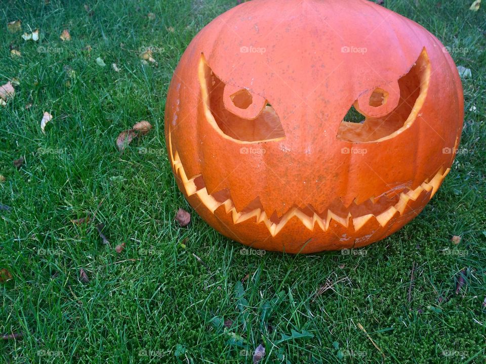 No Person, Grass, Garden, Fall, Leaf