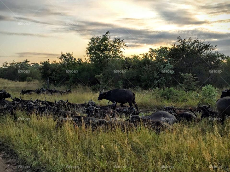 Buffalo on safari 
