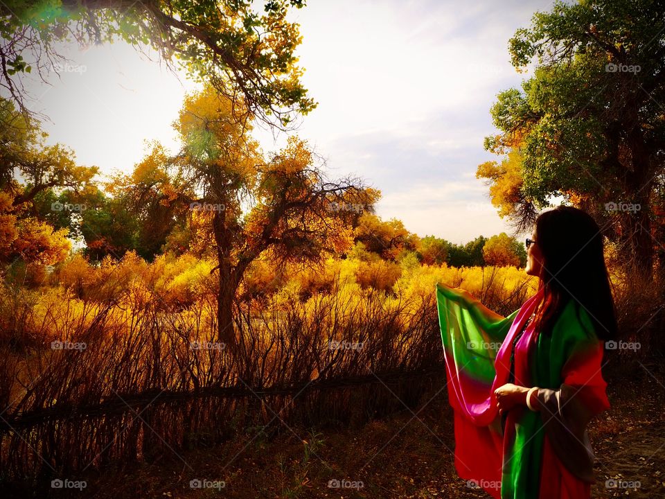 Populus diversifolia