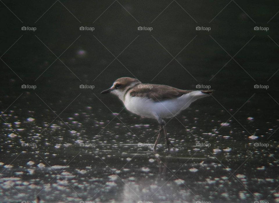 Kentish plover. Walking on slow for the wet side of habitat be the character one of this bird to feed. Taking slowly and tryng to find. Flyng, glading, and meet others at the one grouping. Famous migratory bird of residential.