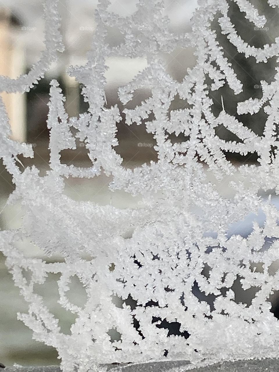 Spinnennetz mit Eiskristallen belegt, Winter