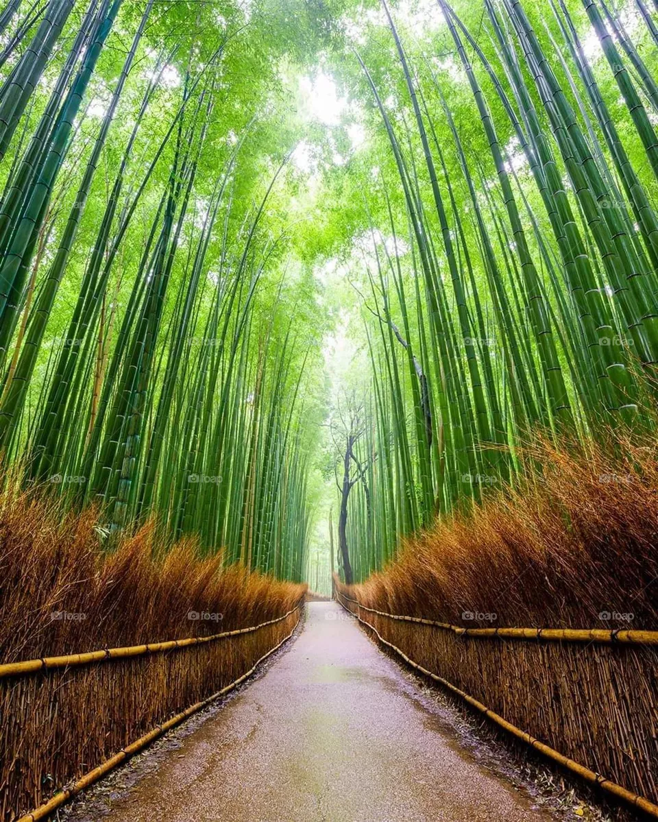 Artistic oasis
