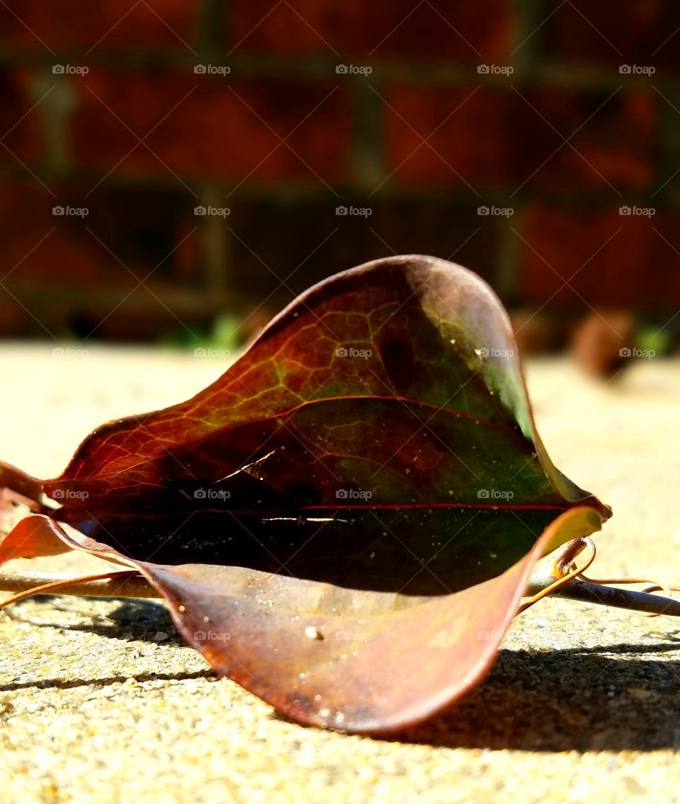 curled leaf on concrete behind bricks.