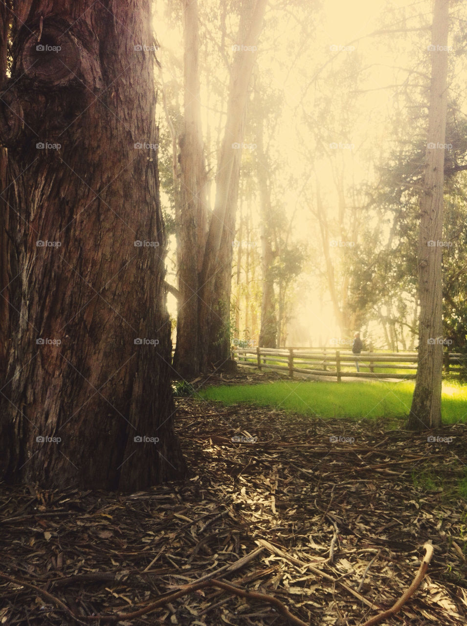 Eucalyptus trees as the sun sets.