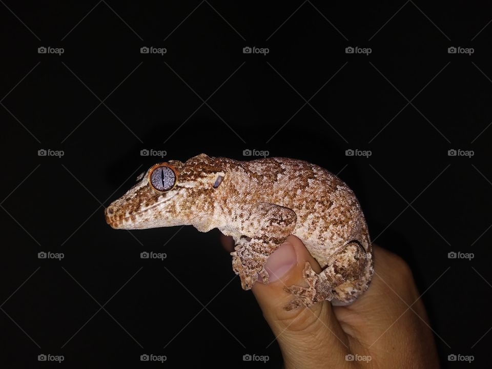 Gargoyle Gecko Lizard