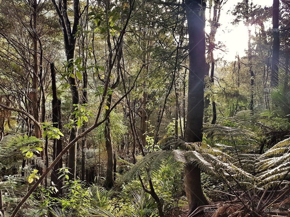 Native Jungle Bush