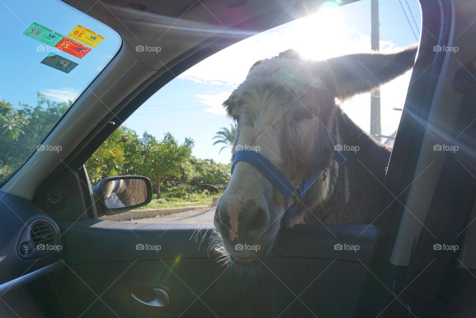 Donkey#animal#car#cute#window