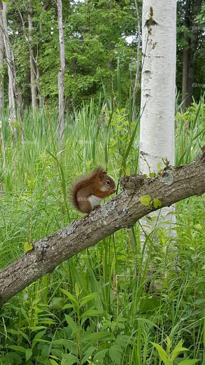 red squirrel show off