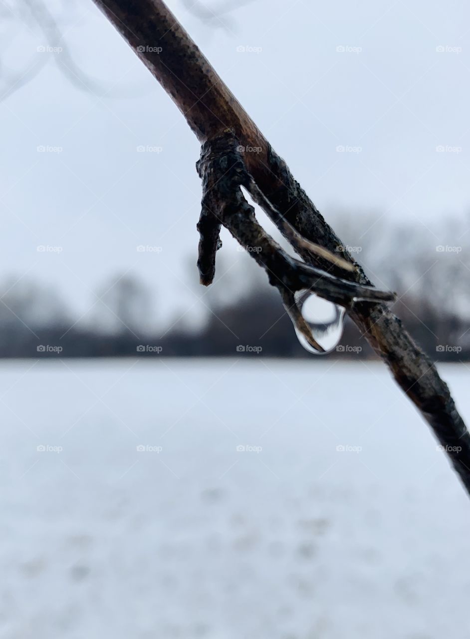 Closeup of a water droplet acting as a lens on the twig of a bare tree—a miniature, inverted image of the snowy field and tree background appear in it - portrait
