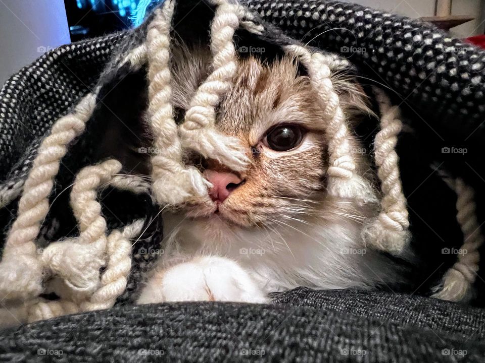 Close up of the young Sacred Birman cat playing under the fringed plaid 