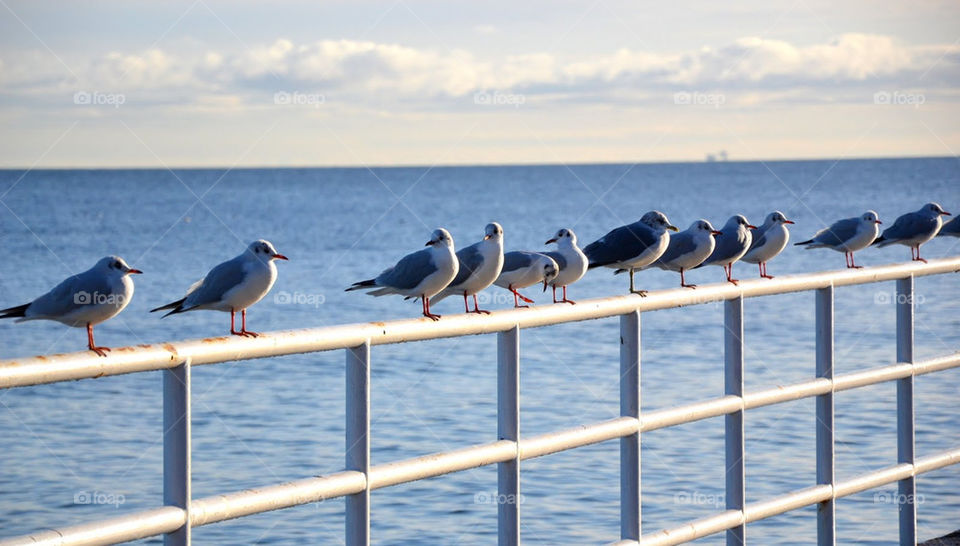 birds water animal sea by bubu