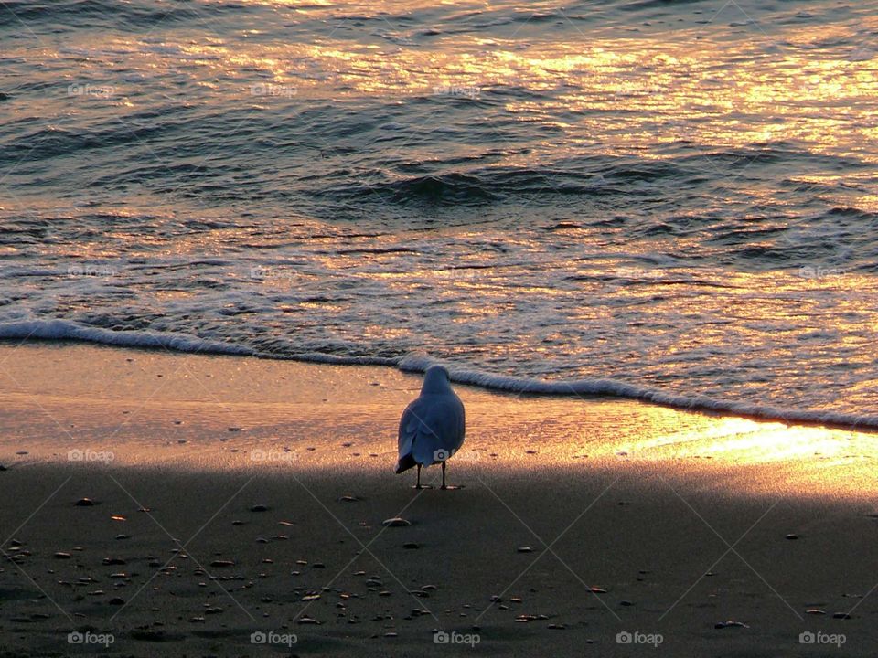 A seagull