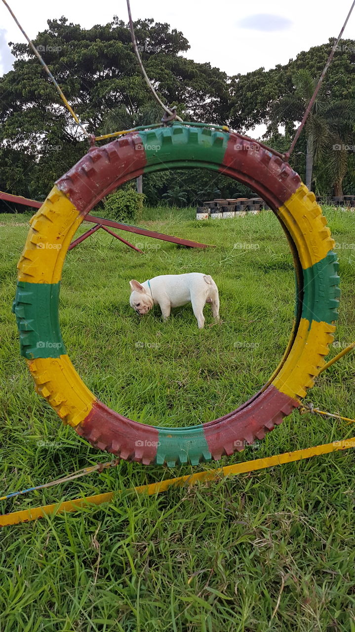frenchie at the playground