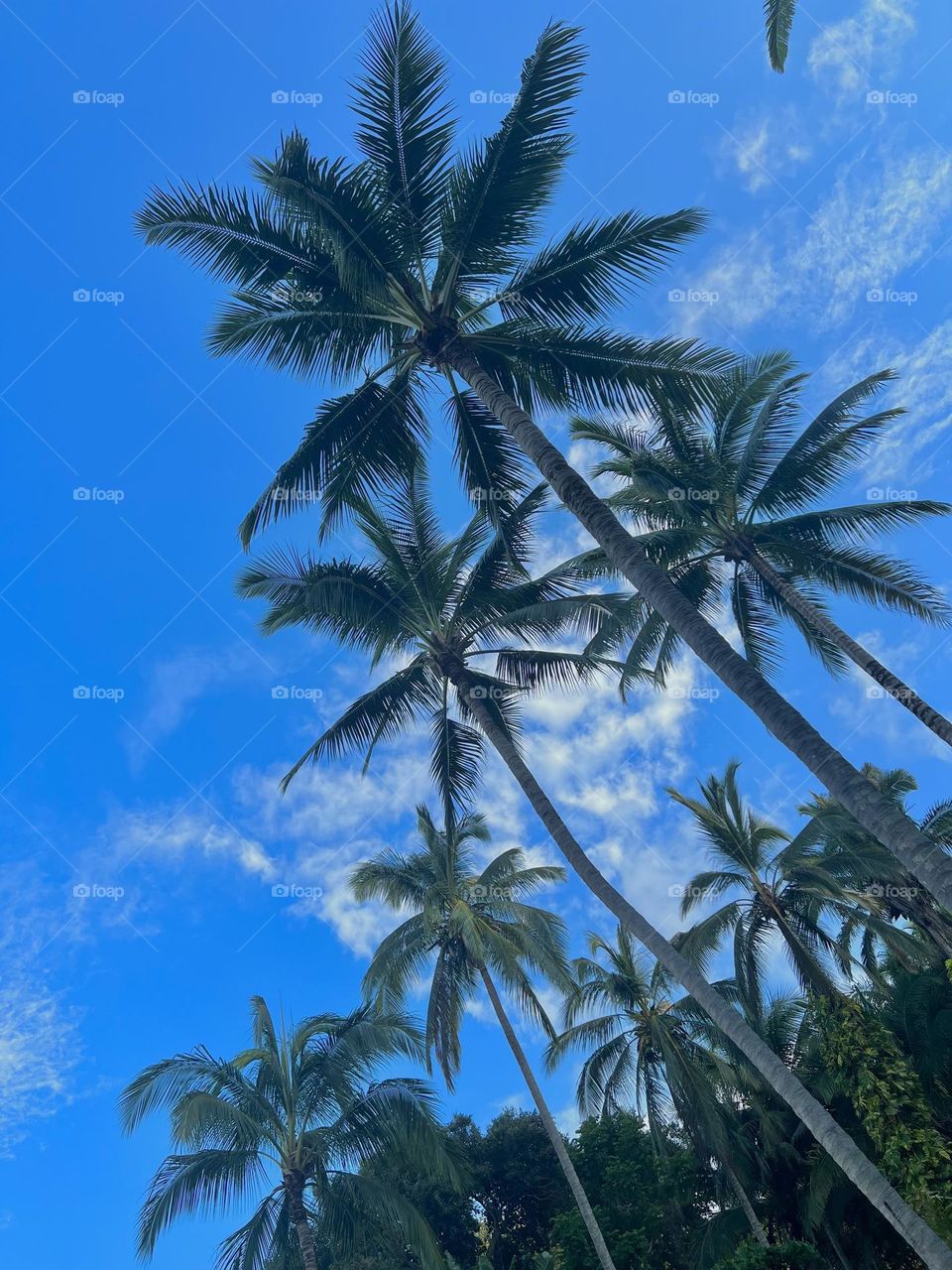 Palmeras y un cielo azul hermoso