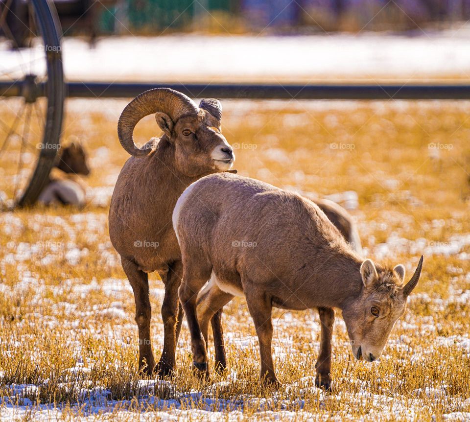 I'm in the Mood for........ he is getting a smell of her hormones.  it is spring and time for creating the next generation