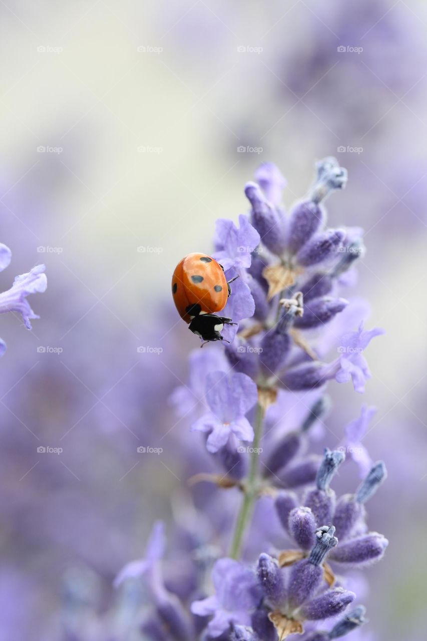 Lady  bug on a lavender flower