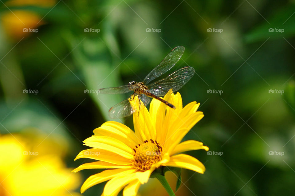 flower fly dragon by photoplyr