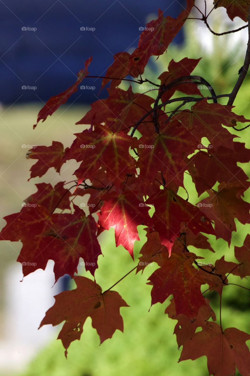 Red through  ray of light