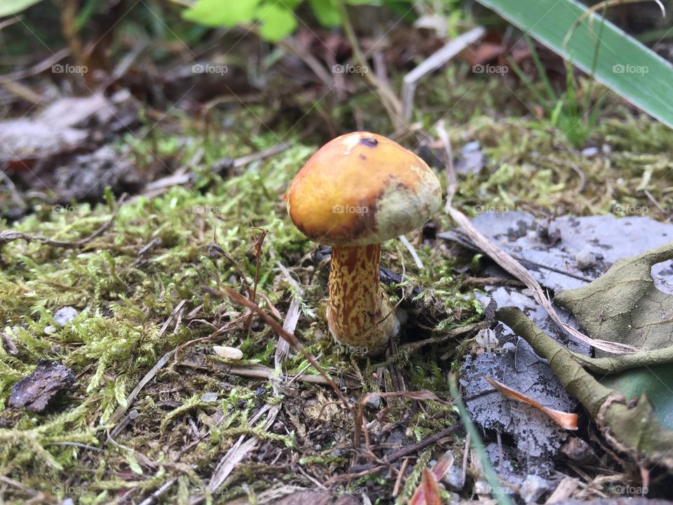 Littlest mushroom 