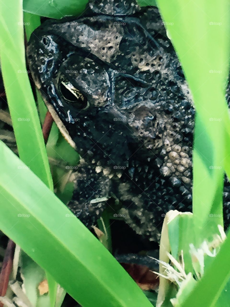 Close up on a frog I found in my backyard 