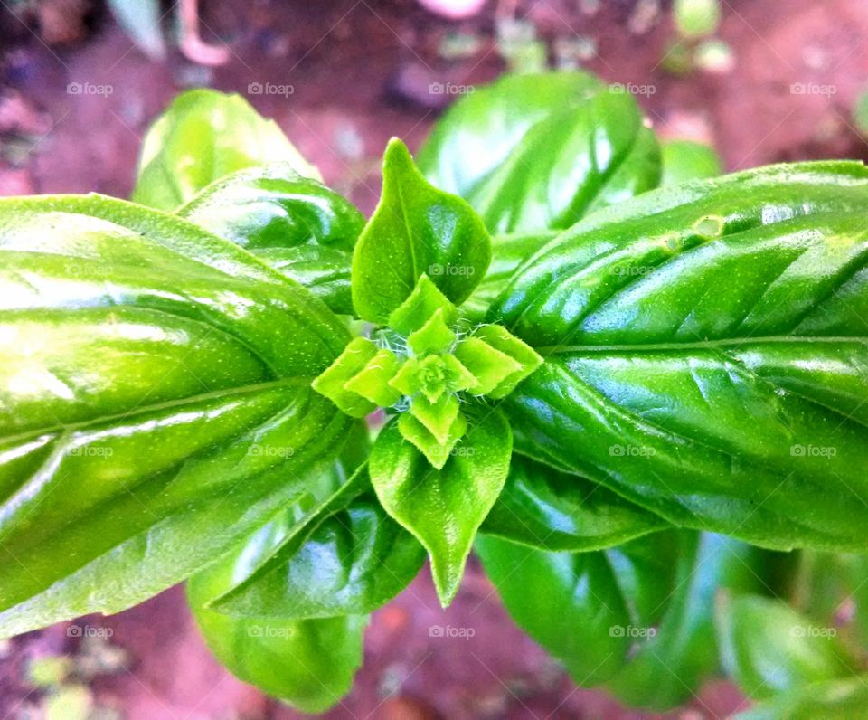 The symmetry of nature on display at the top of my basil plant