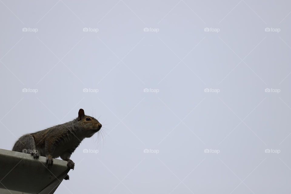 Squirrel on a rooftop , ready to jump