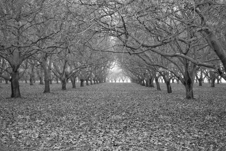 Oregon walnut orchard in winter