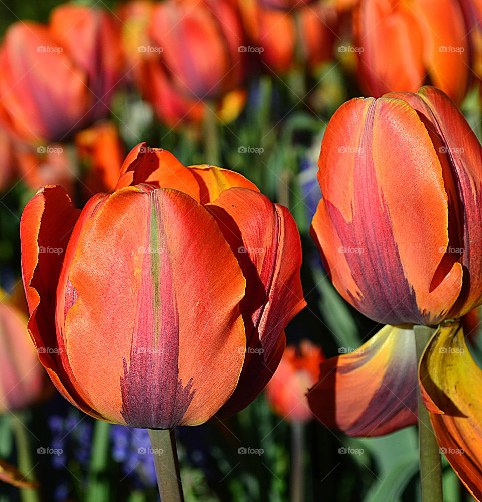 Beautiful Orange tulips fire color