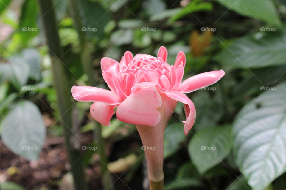 Pink flower 