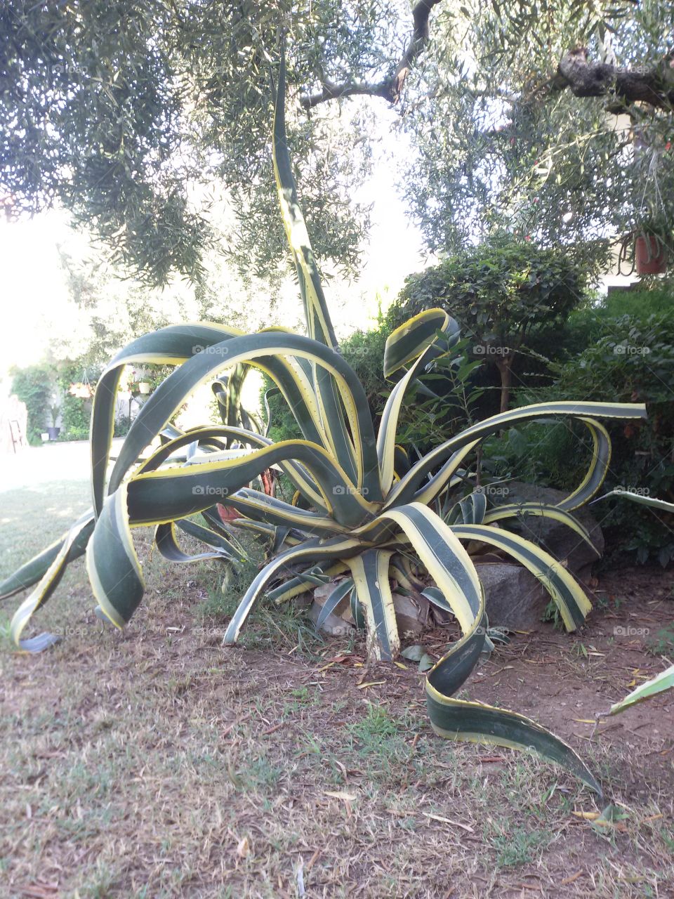 Cactus in the garden