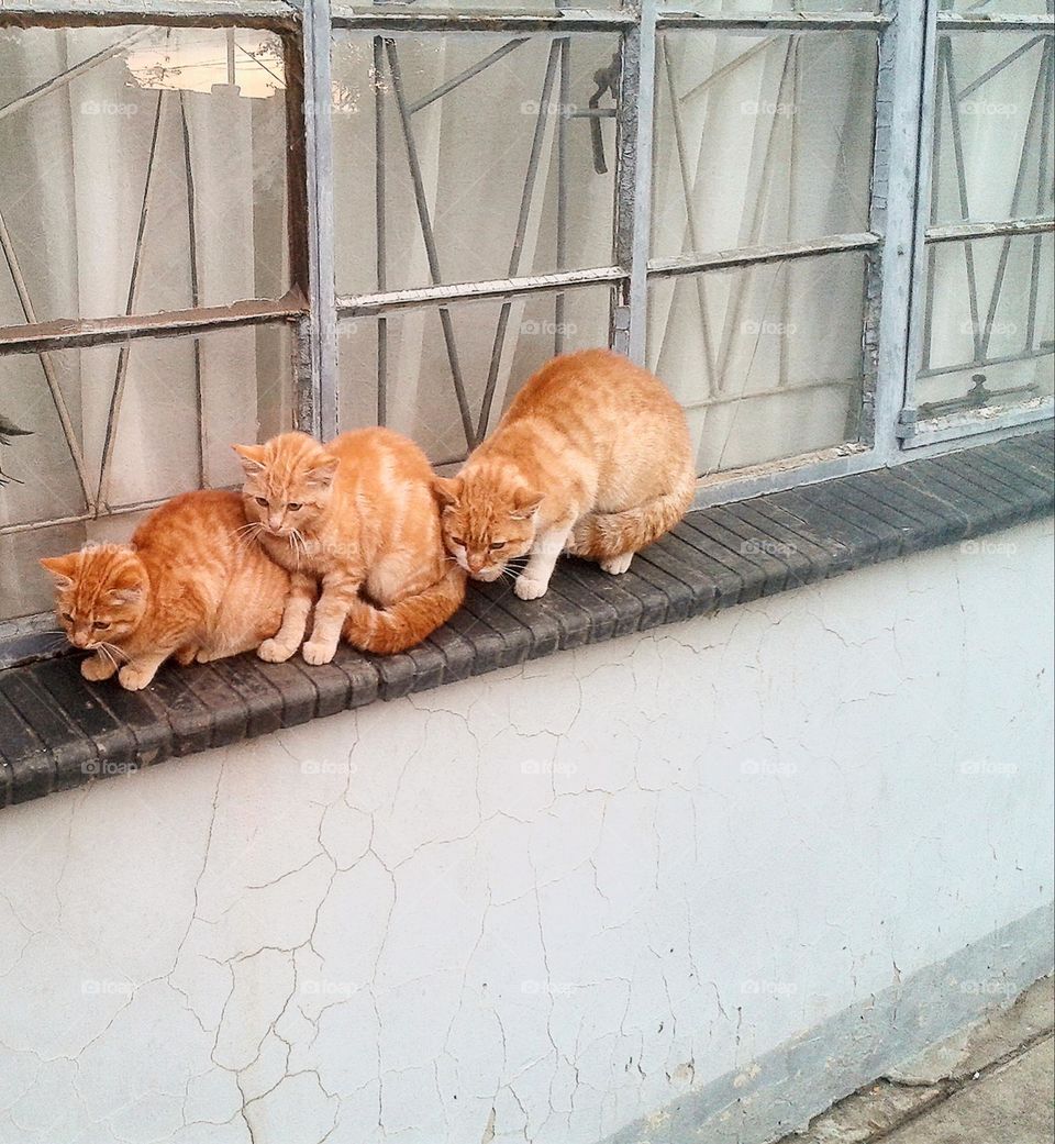 Three cats sitting on window sill