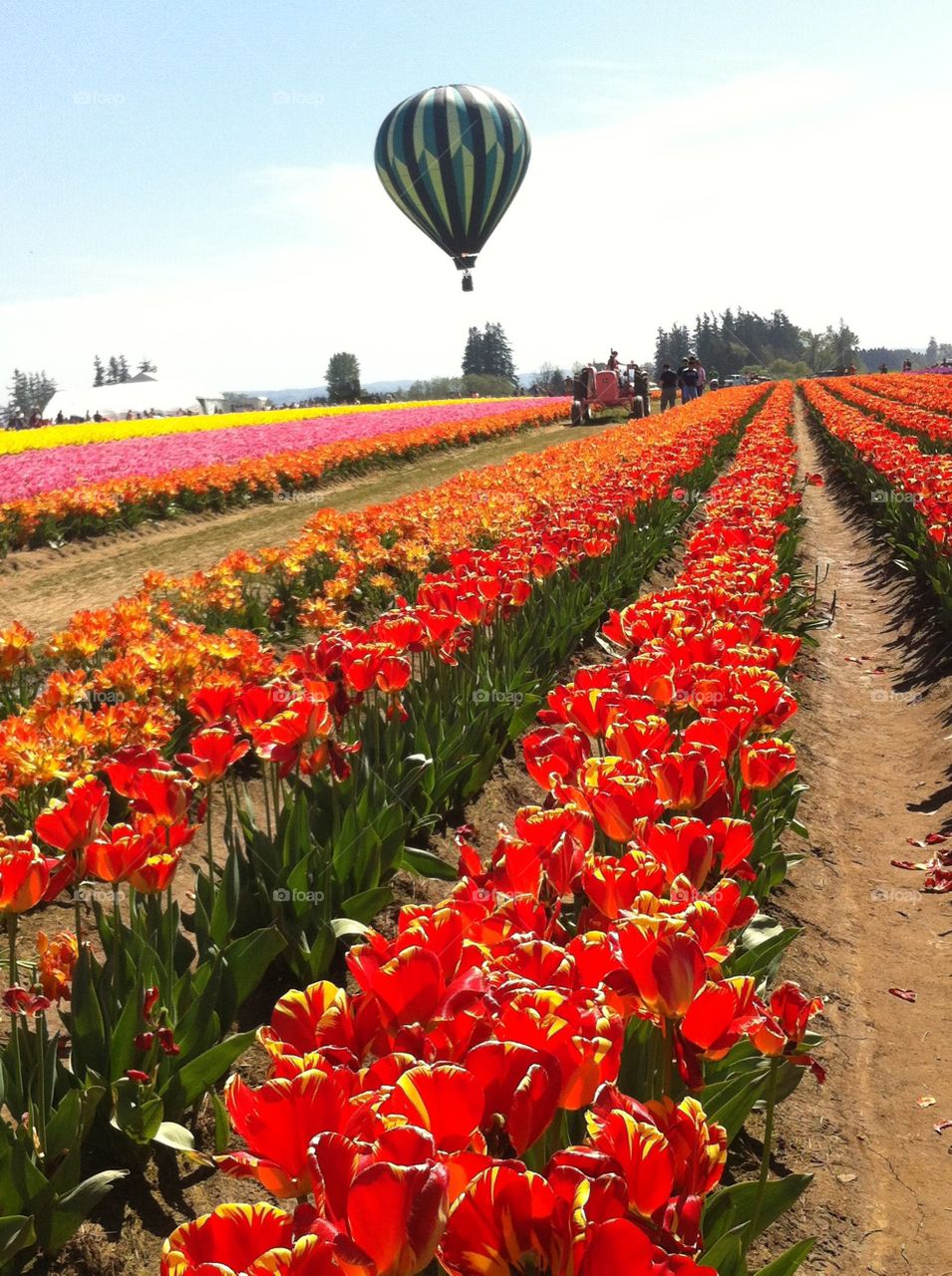 Spring in red. Tulip Festival 