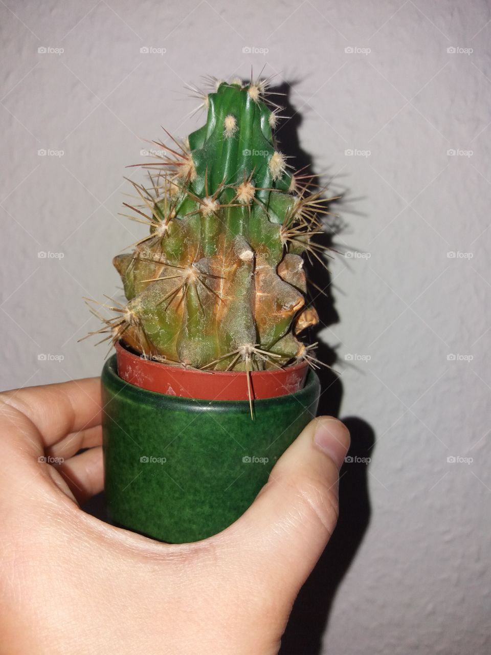 A little cactus