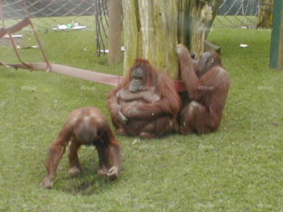 orangutan three