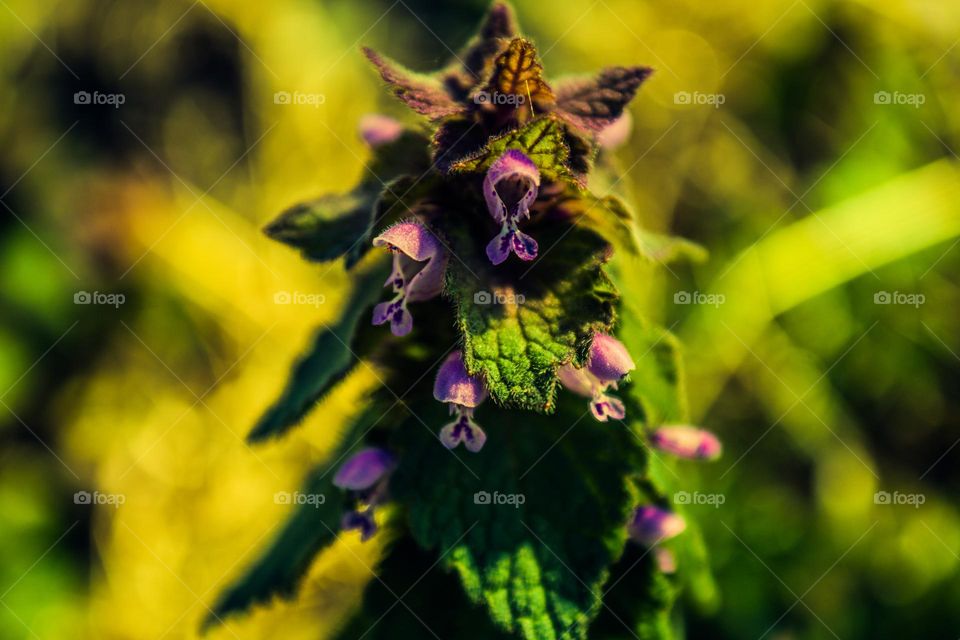 purple pod flower