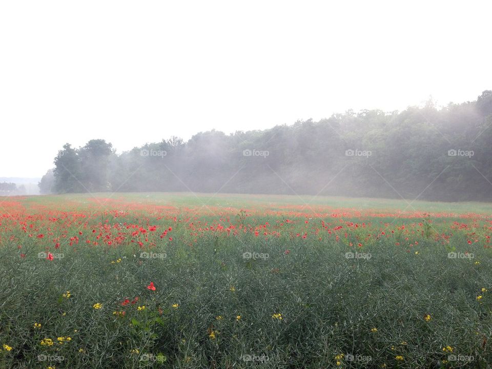 poppy in fog
