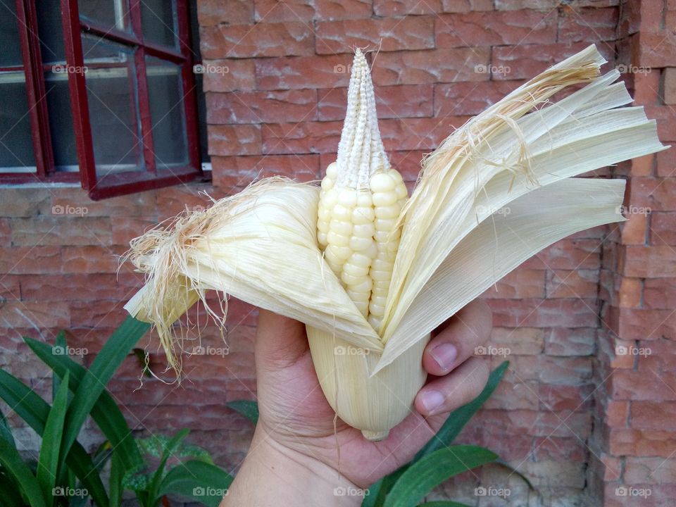 holding corn