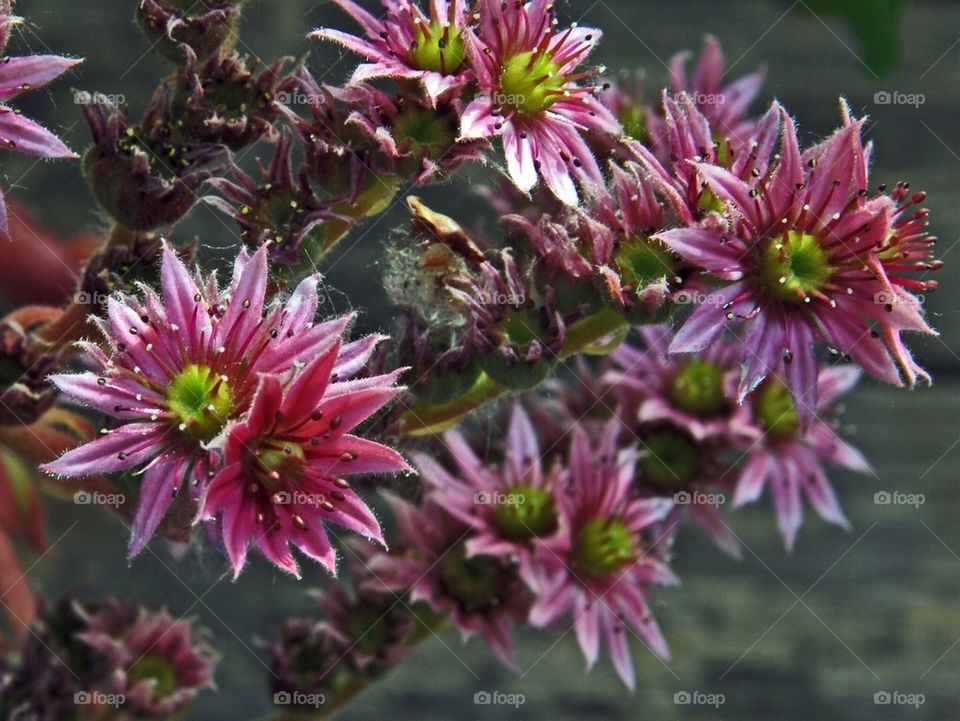 sweden city pink flower by humlabumla1