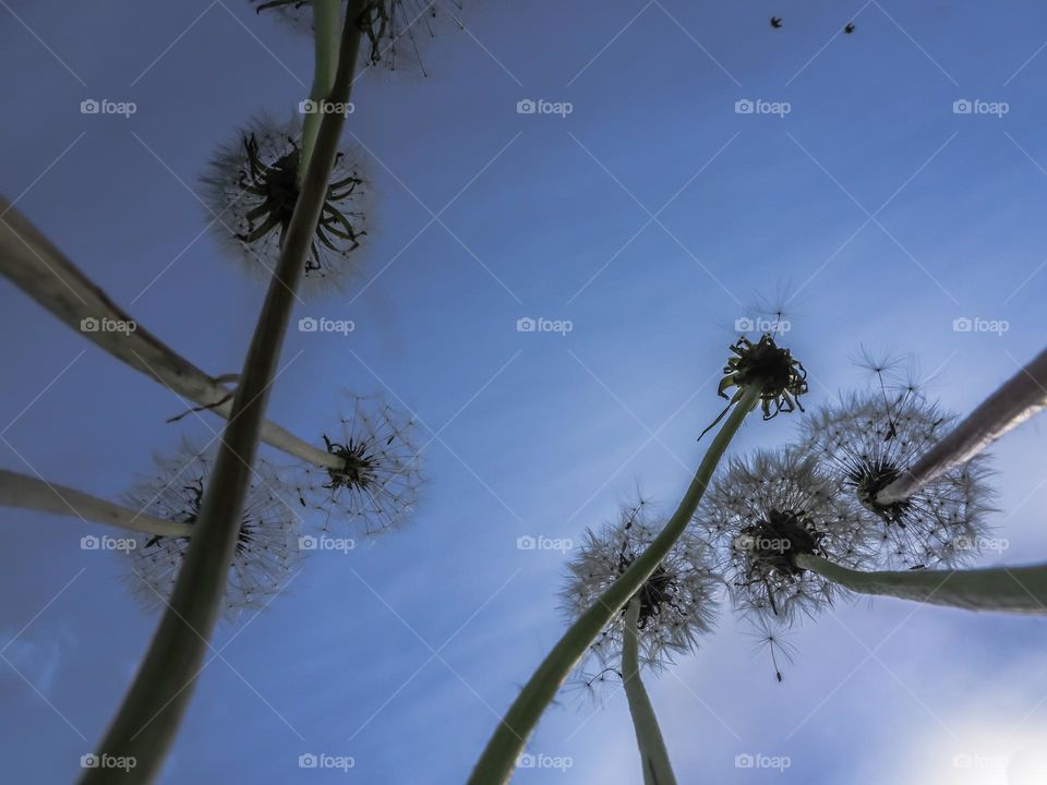 Dandelions3