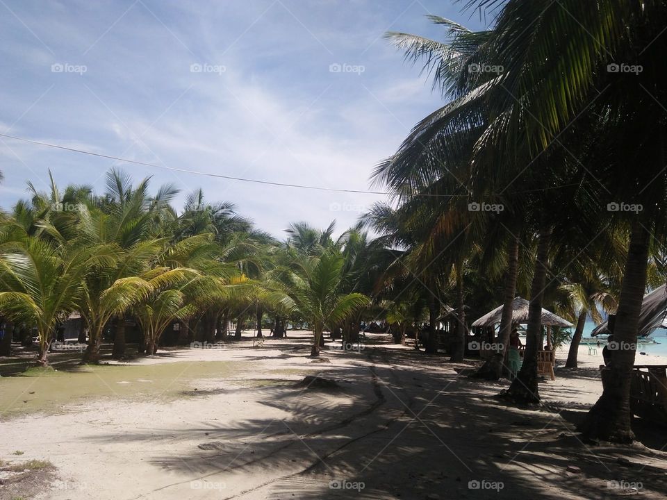 view of coconut tree