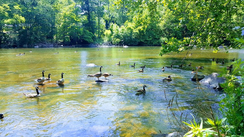 green river ducks.