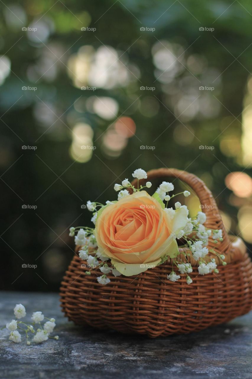 Rose flower in a rattan vase