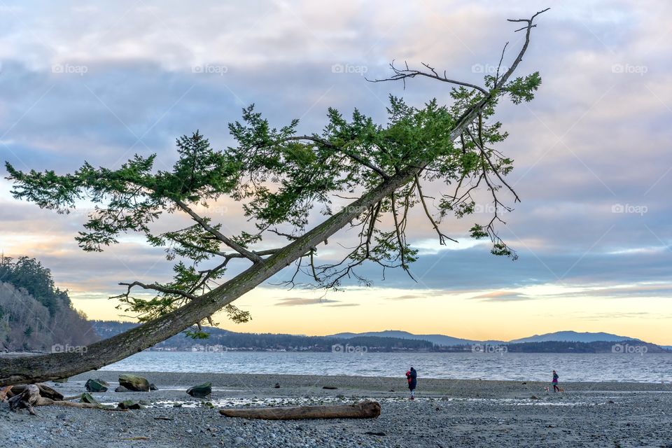 Leaning tree on beach during sunset in Victoria, British Columbia, Canada 