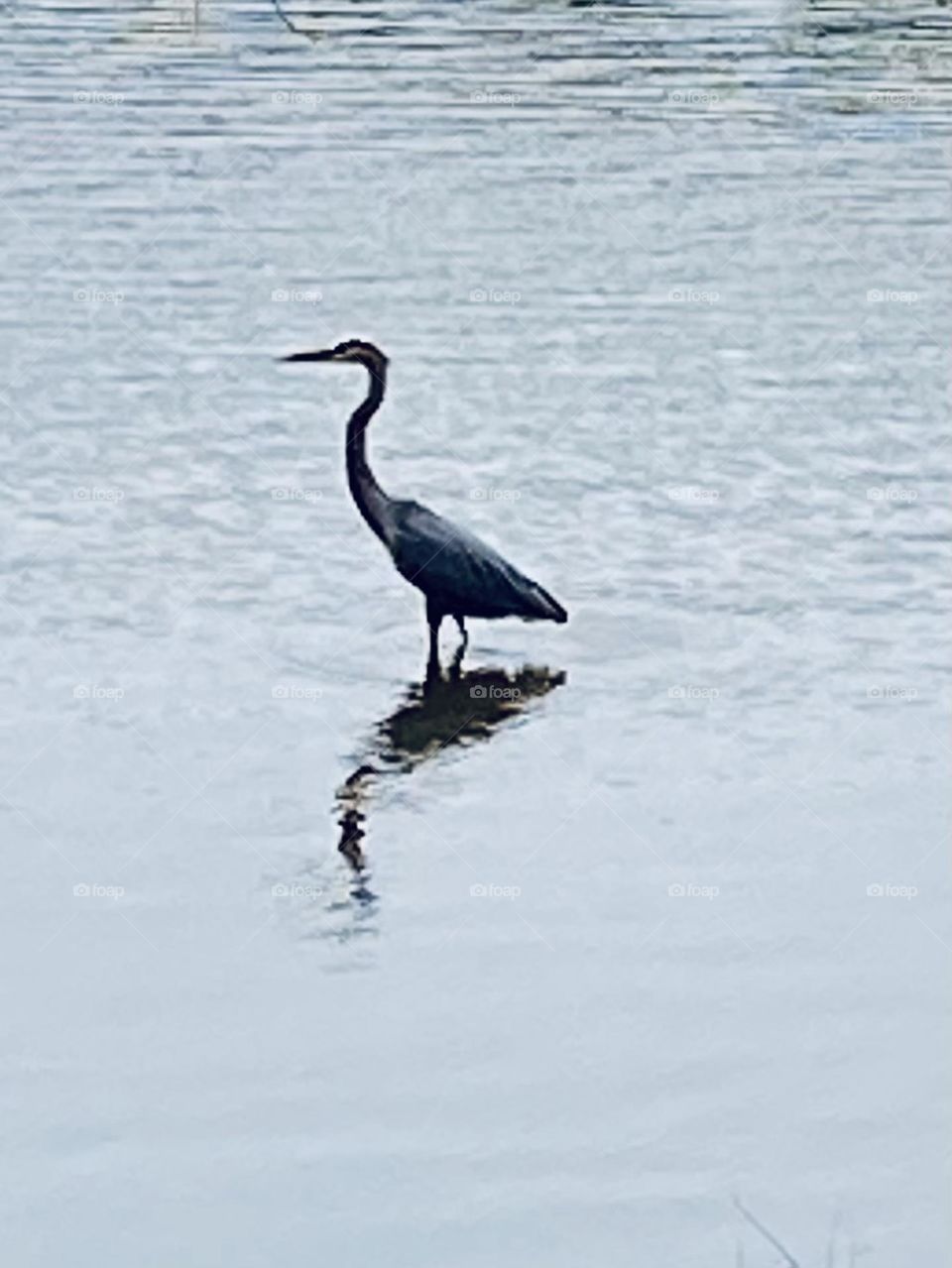 Blue heron with reflection 