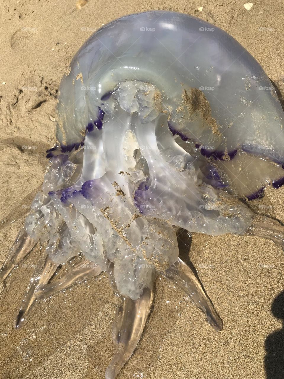 a large sea jellyfish on the coast of peace